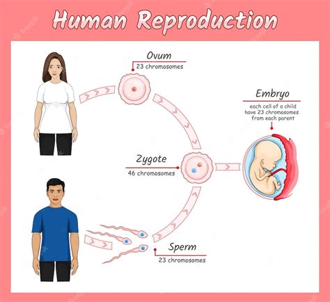 Image result for Humans Reproduction Toon