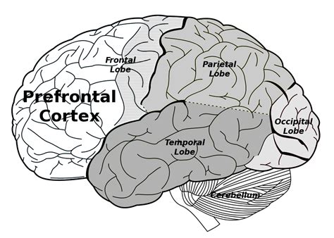 Toradh íomhá ar Functions of the Prefrontal Cortex
