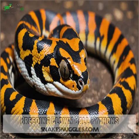 Toradh íomhá ar Python Snake Rearing