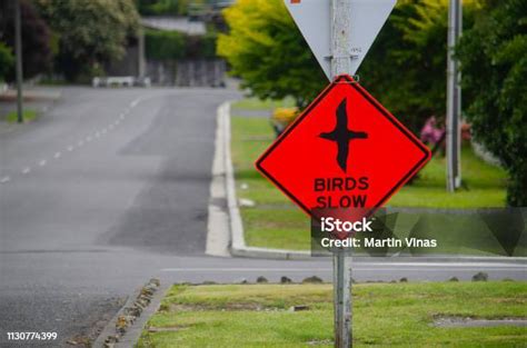 Image result for Slow Birds Crossing