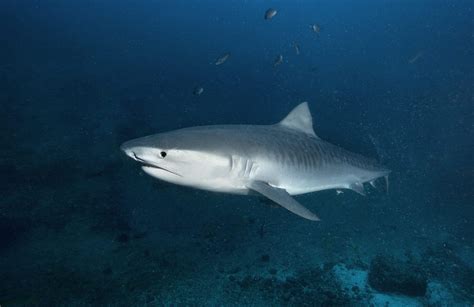 Different Sharks Tiger Shark に対する画像結果