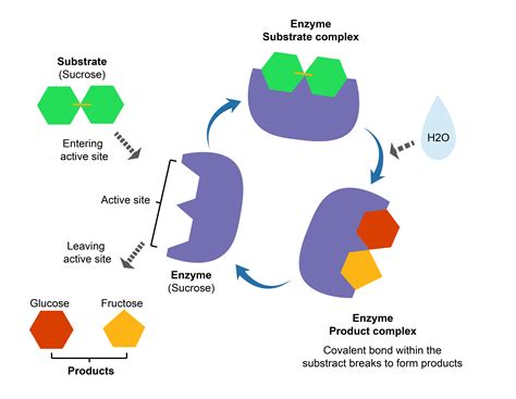 Afbeeldingsresultaten voor Sucrase Enzyme Structure