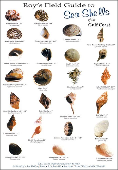 Image result for Sea Shell Animals