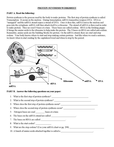 Image result for Protein Synthesis Worksheet Translating Answer Key