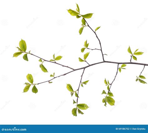 Spring Tree Branch に対する画像結果