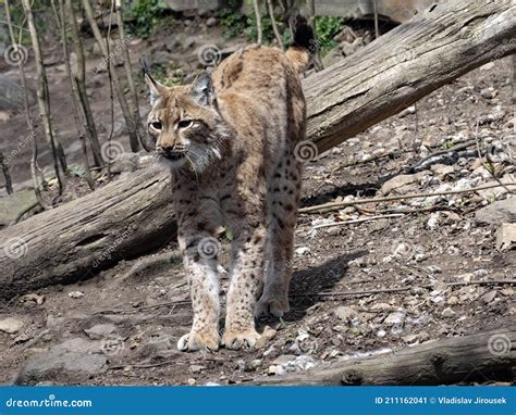 Image result for Angry Humf