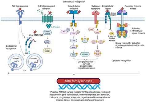 Image result for Cell Surface Biorender