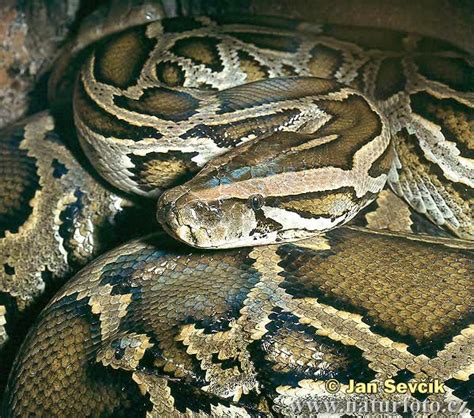 Image result for Burmese Python Genus