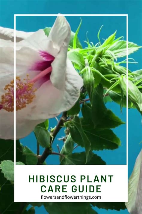 Toradh íomhá ar How to Care for Hibiscus