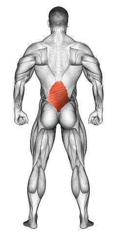 Image result for Muscle Simulator Lower Back