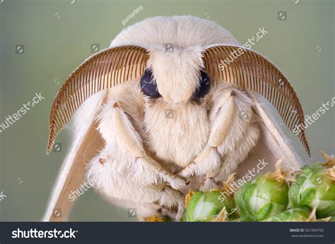 Toradh íomhá ar Silk Moth