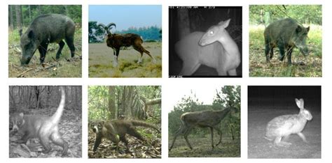 Image result for Camera Trap Data Collection Sheet