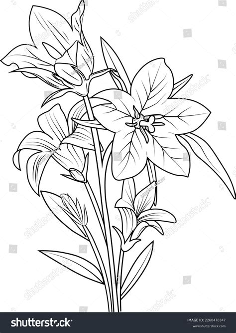 Toradh íomhá ar Bell Flower Drawing