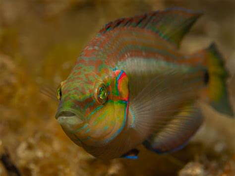 Image result for Squid Game Doll Holding