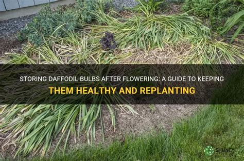 Afbeeldingsresultaten voor How to Replant Daffodil Bulbs