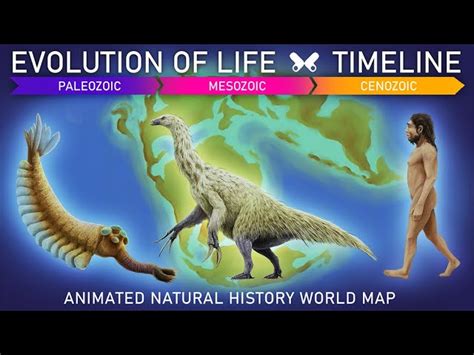 Image result for Evolution Timeline Life