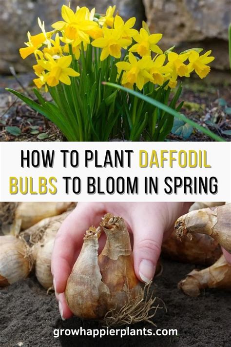 Afbeeldingsresultaten voor How to Replant Daffodil Bulbs