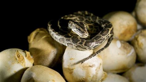 Image result for Burmese Python Hatchling