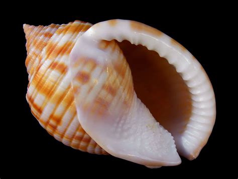 Image result for Most Rare Sea Shells