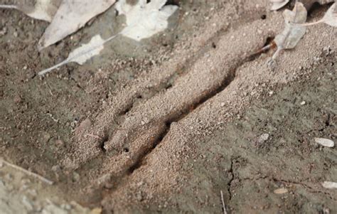 Image result for Ant Tunnels