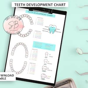 Teeth Development Chart に対する画像結果