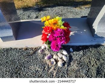 Image result for Pansy Shell Vector