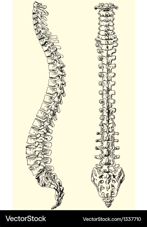 Image result for Backbone Vector