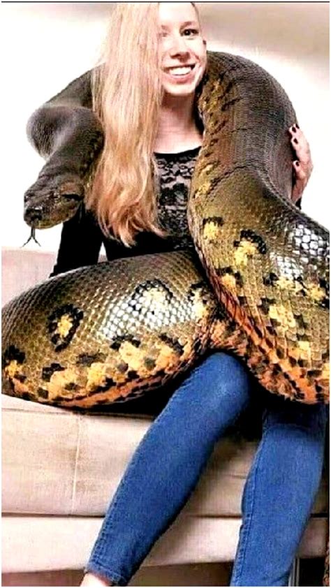 Afbeeldingsresultaten voor Asiatic Rock Python