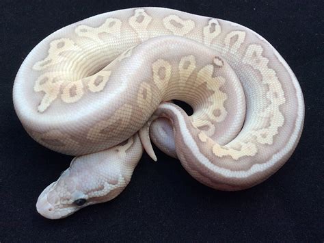 Banan Butter Python に対する画像結果