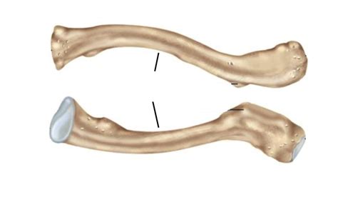 Image result for Clavicula