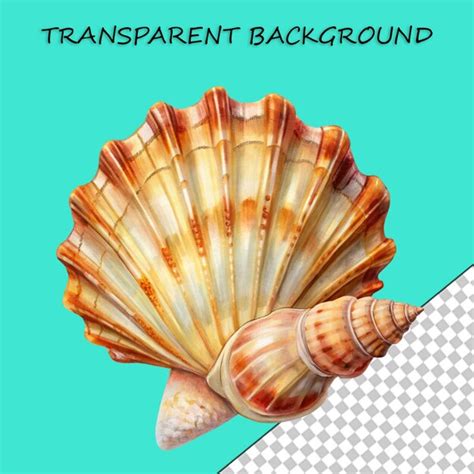 Image result for Sea Shells Transparent Background