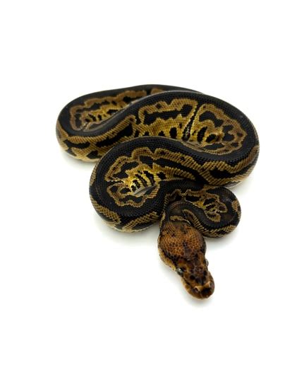 Image result for Nightmare Ball Python