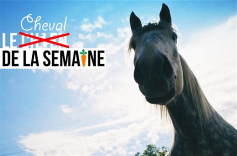 Image result for Cheval Ami