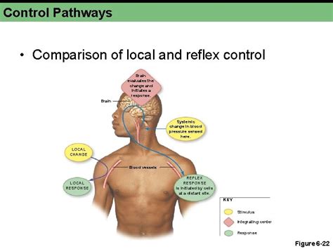 Image result for Local Control vs Systemic Control