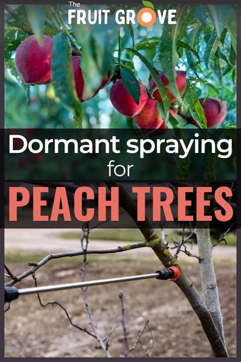 Image result for Homemade Peach Tree Spray