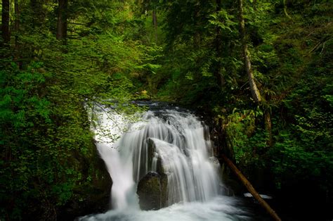 Image result for Nature Forest Waterfall