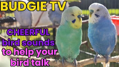 Image result for Budgie Channel