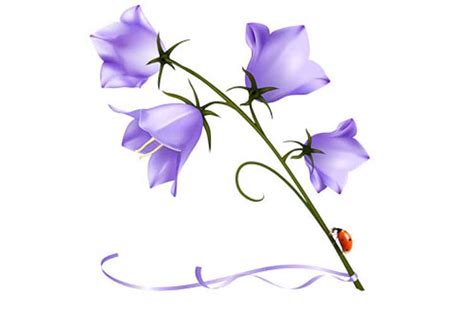 Toradh íomhá ar Bell Flower Drawing