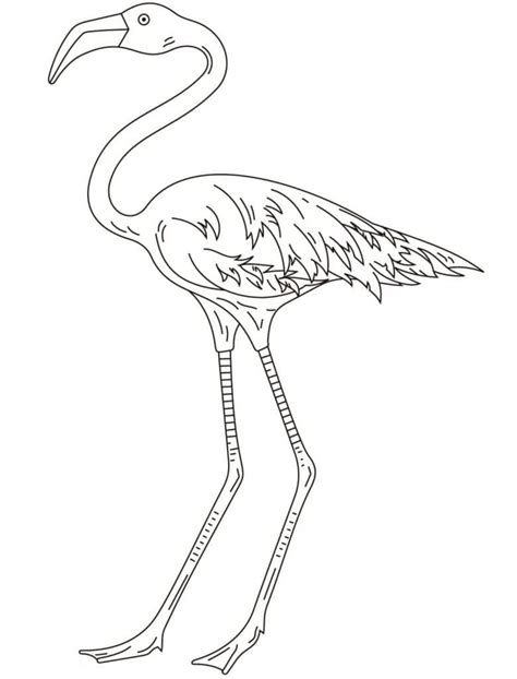 Image result for Flamingo Print Color