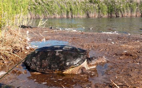 Common Snapping Turtle