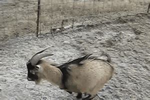 Image result for Goats Falling Off Mountain