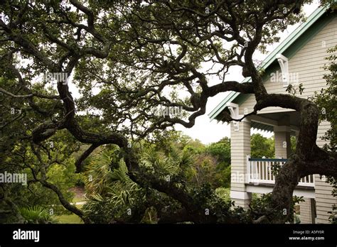 Image result for Home Oak Tree