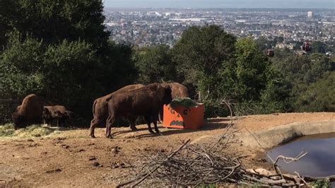 Image result for Bison Enrichment Ball