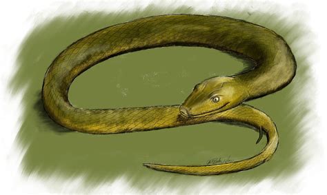 Cow Reticulated Python ಗಾಗಿ ಇಮೇಜ್ ಫಲಿತಾಂಶ