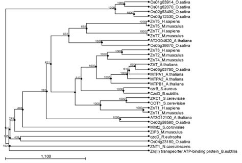 Toradh íomhá ar Evolution Tree Homosapien