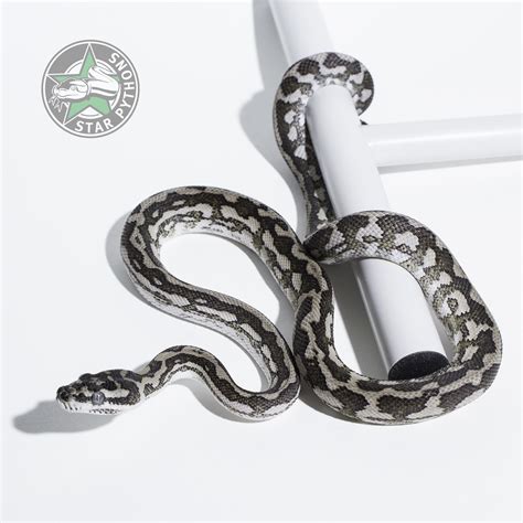 Afbeeldingsresultaten voor Axanthic Jungle Carpet Python