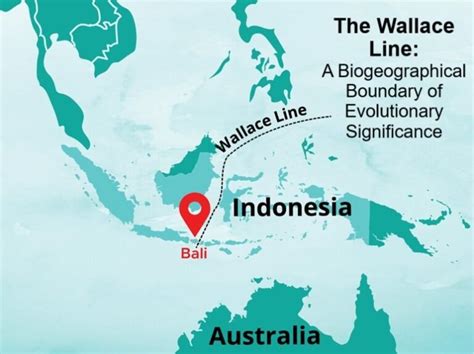 Image result for BioInteractive Wallace Line Answer Key