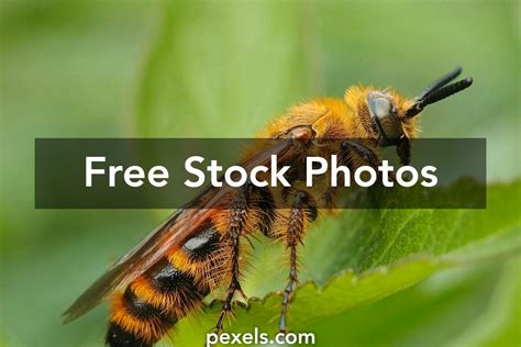 Toradh íomhá ar Java Free Image