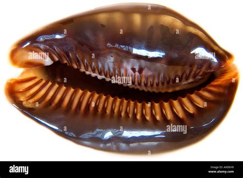 Linux Shell White Background に対する画像結果