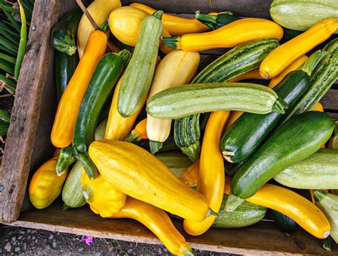 Image result for Squash Veg